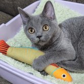 ブリティッシュショートヘア