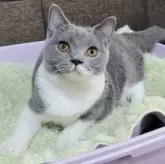 ブリティッシュショートヘア【埼玉県・女の子・2025年4月5日・ブルーアンドホワイト】の写真3