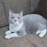 ブリティッシュショートヘア【埼玉県・女の子・2025年4月5日・ブルーアンドホワイト】の写真2