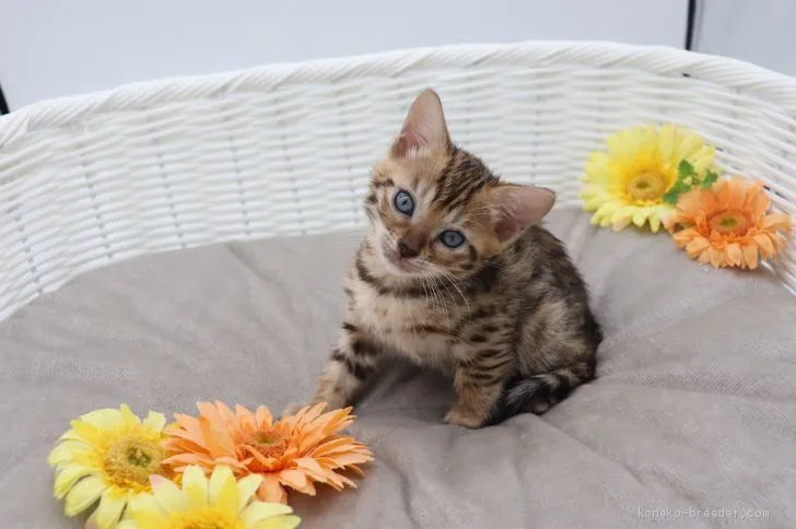 ID:1912-00572の子猫
