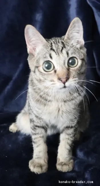 ID:2009-00357の子猫
