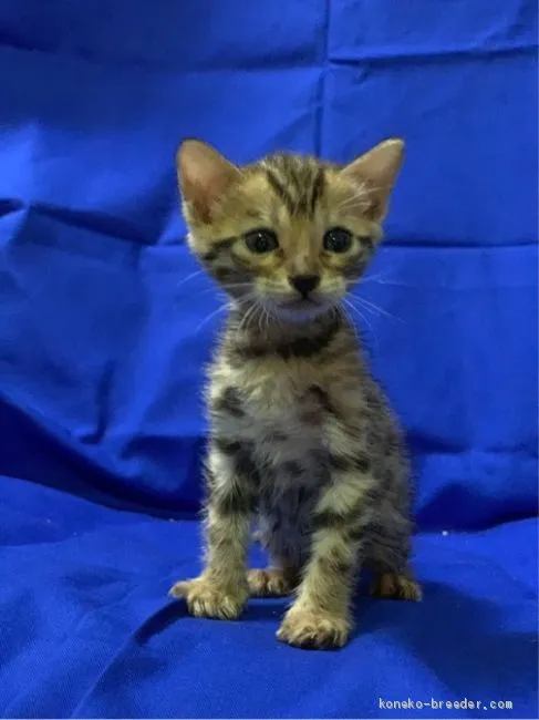 ID：1906-01838の子猫