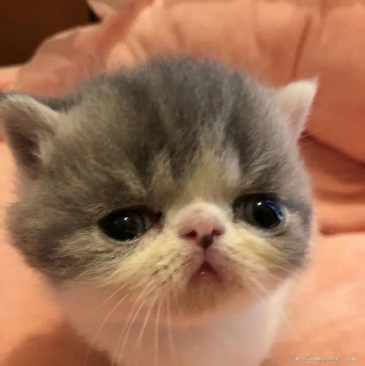 ID:2209-00423の子猫