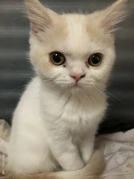 ID:2112-01537の子猫