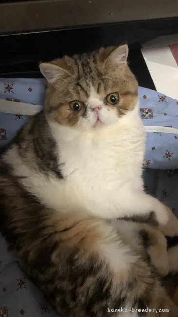 ID：2104-02078の子猫