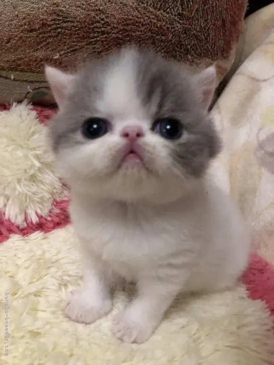 ID：2203-01561の子猫