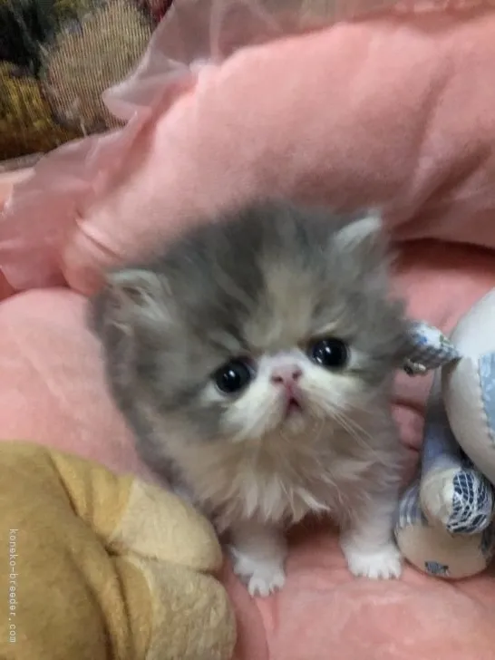 ID：2203-01645の子猫