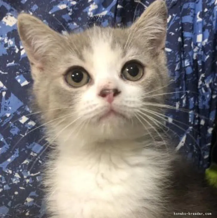 ID:2303-00114の子猫