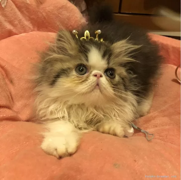 ID：2405-02794の子猫