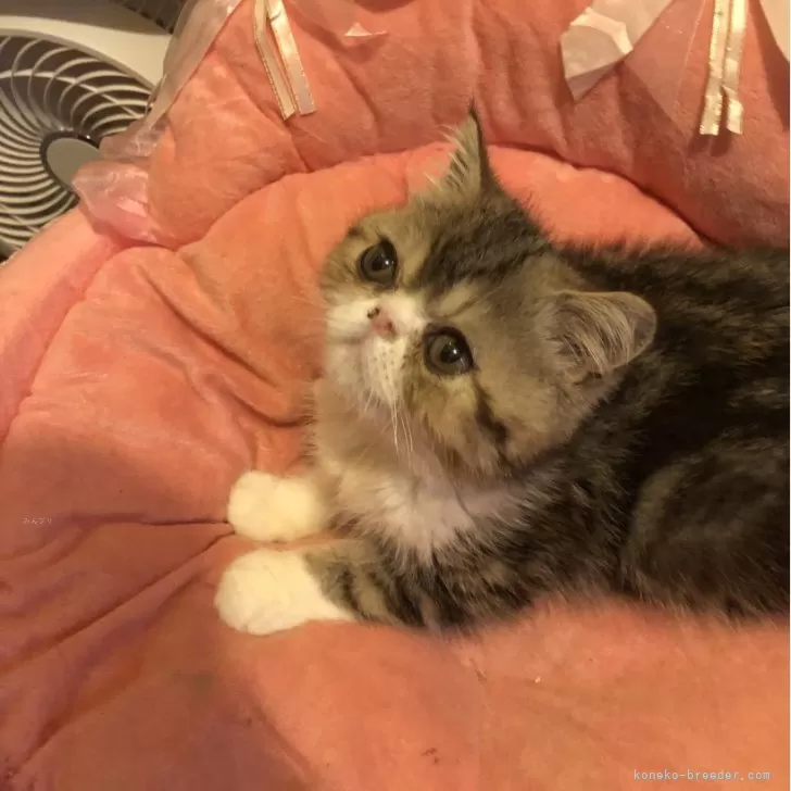 ID:2408-02192の子猫