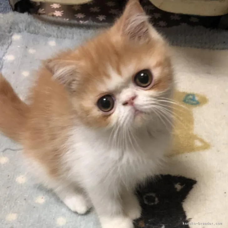 K.F 様のお迎えした子猫