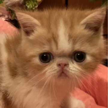 エキゾチックショートヘア【京都府・男の子・2024年6月6日・レッド&ホワイト（ショートヘアー）】の写真「クルリンコンのお目目」