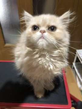 エキゾチックショートヘア【京都府・女の子・2021年6月14日・クリーム（ロングヘアー）】の写真「存在感のないクリームちゃま
遺伝子検査クリアです」