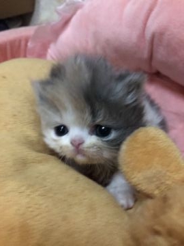 エキゾチックショートヘア【京都府・女の子・2022年2月10日・ダイリュウトキャリコ（ミディアム）】の写真「おしとやかで物静かな姫ちゃまでございます」