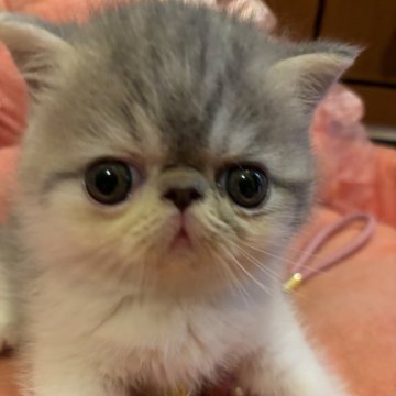 エキゾチックショートヘア【京都府・男の子・2024年9月19日・ブルー&ホワイト男の子（ショートヘアー）】の写真「おおきな頭に小さなお耳クルリンコンのお目目」