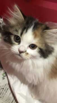 ミヌエット【京都府・女の子・2021年2月15日・キャリコ（ロング）】の写真「性格の大人しいキャリコちゃまお父さんはエキゾです」