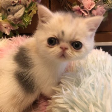 エキゾチックショートヘア【京都府・女の子・2024年2月2日・ダイリュウトキャリコ（ショートヘアー）】の写真「おおきなお目目です」