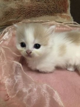 ミヌエット【京都府・男の子・2021年4月17日・クリーム&ホワイト（ロングヘアー）】の写真「綺麗なクリーム＆ホワイトちゃま、白の多い子です、」