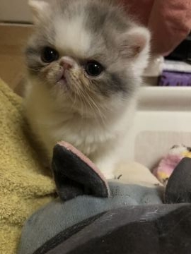 エキゾチックショートヘア【京都府・男の子・2022年1月1日・ブルー&ホワイトバン（ショートヘアー）】の写真「早くから産箱から脱走しています」