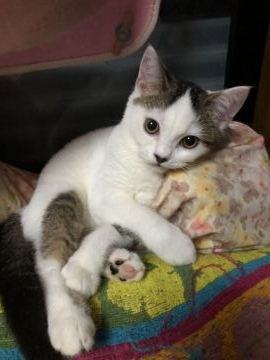 ミヌエット【京都府・男の子・2021年4月15日・ブラウンタビー&ホワイトバン（ショートヘアー）】の写真「両親PKD遺伝子検査クリアしてます」