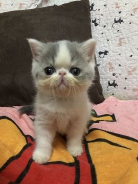 エキゾチックショートヘア【京都府・女の子・2021年6月30日・ブルー&ホワイト（ショートヘアー）】の写真「お顔が大きいてお耳は小さくとっても性格の穏やかな子」