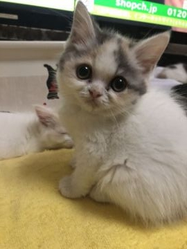 ミヌエット【京都府・女の子・2021年10月10日・ダイリュウトキャリコ（ショートヘアー）】の写真「お上品は姫さまです
遺伝子検査クリア」