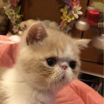 エキゾチックショートヘア【京都府・男の子・2024年5月15日・クリーム&ホワイト（ショートヘアー）】の写真「整ったお顔をしていて愛らしい子です」