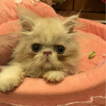 エキゾチックショートヘア【京都府・男の子・2024年5月3日・クリーム&ホワイト（セミロング）】の写真「兄妹の中では1番大人しい子です」