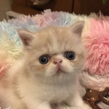 エキゾチックショートヘア【京都府・男の子・2023年6月13日・クリーム&ホワイト（ショートヘアー）】の写真「クルリンコンのお目目が可愛い❤️」