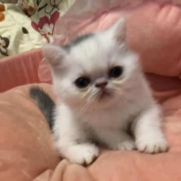 エキゾチックショートヘア【京都府・男の子・2022年11月12日・ブルー&ホワイトバン（ショートヘアー）】の写真「綺麗なバンカラー
お目目の大きな子です」