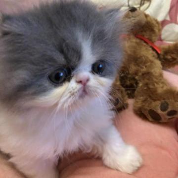 エキゾチックショートヘア【京都府・男の子・2022年11月12日・ブルー&ホワイト（ロングヘアー）】の写真「柔らかい毛質のロングチャーミングなお顔」