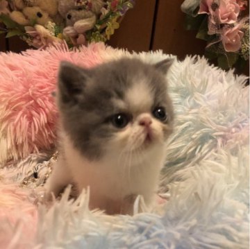 エキゾチックショートヘア【京都府・男の子・2024年1月1日・ブルー&ホワイト（ショートヘアー）】の写真「抱っこ大好き」