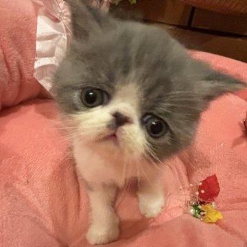 エキゾチックショートヘア【京都府・男の子・2024年10月5日・ブルー&ホワイト（ショートヘアー）】の写真「可愛い🩷お顔とタレ目ちゃま」