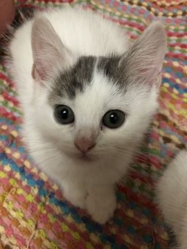 ミヌエット【京都府・男の子・2021年4月17日・ブルー&ホワイトバン（ショート）】の写真「控えめな僕ちゃまです
お顔はたまらなくキュート」