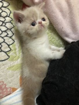 エキゾチックショートヘア【京都府・男の子・2021年6月25日・クリーム&ホワイト（ショートヘアーー）】の写真「食欲旺盛です、追いかけっこをして遊ぶのが大好き」