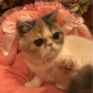 エキゾチックショートヘア【京都府・女の子・2023年11月21日・ダイリュウトキャリコ（ショートヘアー）】の写真「おとなしくベタベタ甘えんぼうさんです」