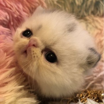 エキゾチックショートヘア【京都府・男の子・2024年1月30日・ブルー&ホワイトバン（ショートヘアー）】の写真「綺麗なバンカラー」