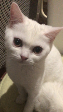 ミヌエット【京都府・女の子・2021年10月10日・ホワイト（ショート）】の写真「ホワイトとの女の子
遺伝子検査クリア」