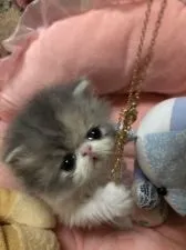 エキゾチックショートヘア【京都府・女の子・2022年2月10日・ダイリュウトキャリコ】の写真4