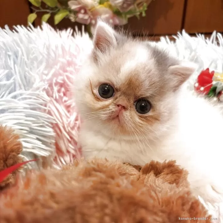 C.H 様のお迎えした子猫