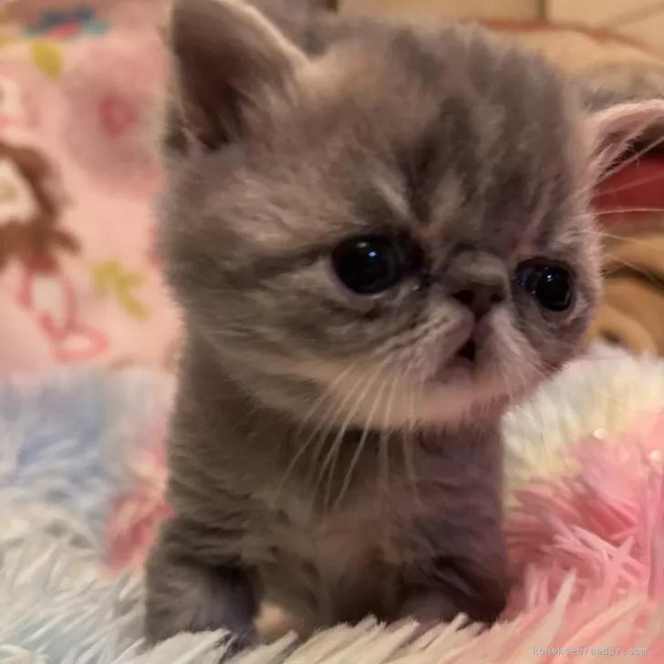 ID：2502-00943の子猫