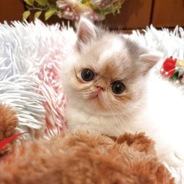 エキゾチックショートヘア【京都府・女の子・2025年5月16日・ダイリュートキャリコバン（ショートヘアー）】の写真「クルリンコンの丸いお目目」