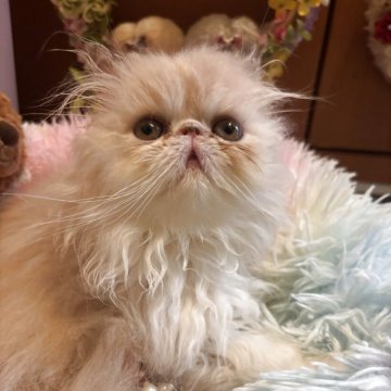 エキゾチックショートヘア【京都府・男の子・2025年2月12日・クリーム&ホワイト（ロングヘアー）】の写真「フアフアロングヘアー」