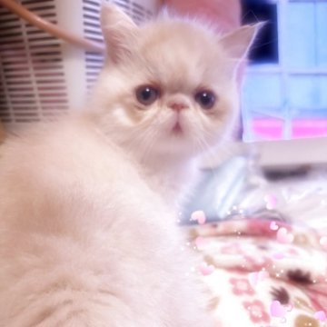 エキゾチックショートヘア【京都府・男の子・2025年2月12日・クリームタビー&ホワイト（ショートヘアー）】の写真「可愛いです」