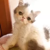 エキゾチックショートヘア