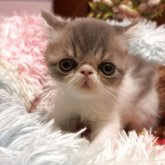 エキゾチックショートヘア