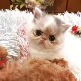 エキゾチックショートヘア