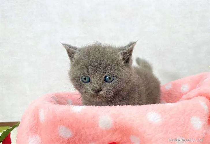 ID：2012-01357の子猫