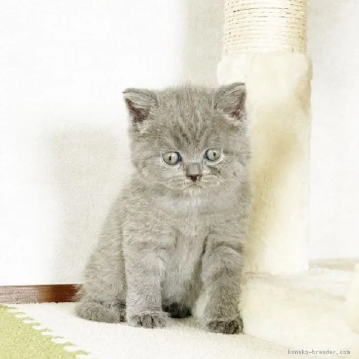 ID：2210-01344の子猫