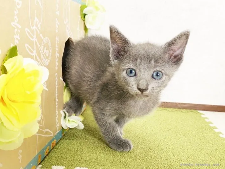 ID：2106-00333の子猫